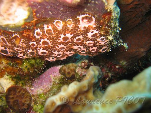Botryllus sp.JPG